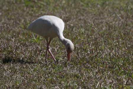 Witte Ibis aan de zuidkant van de Everglades